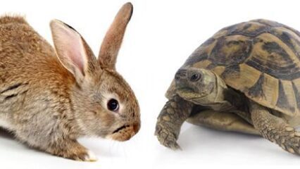 tortoise-hare